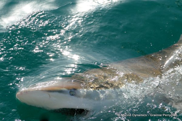 Bronze whaler shark, South Africa