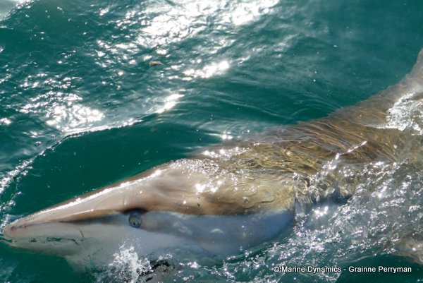 Bronze whaler shark, South Africa