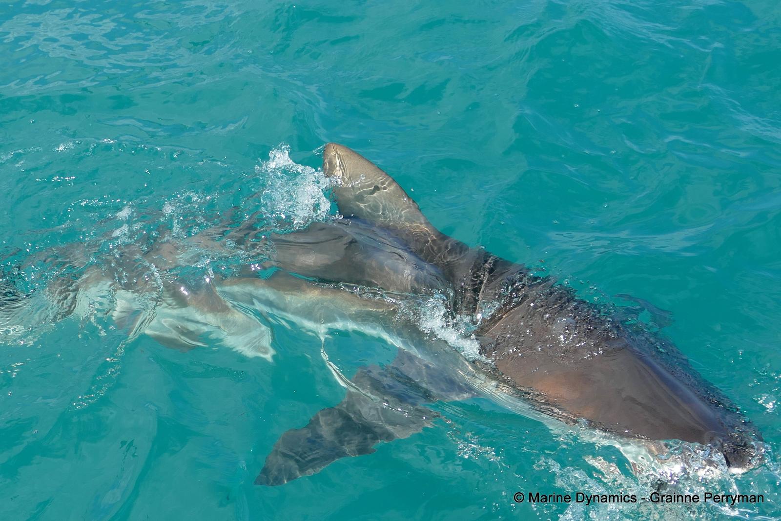 Bronze whaler shark, South Africa