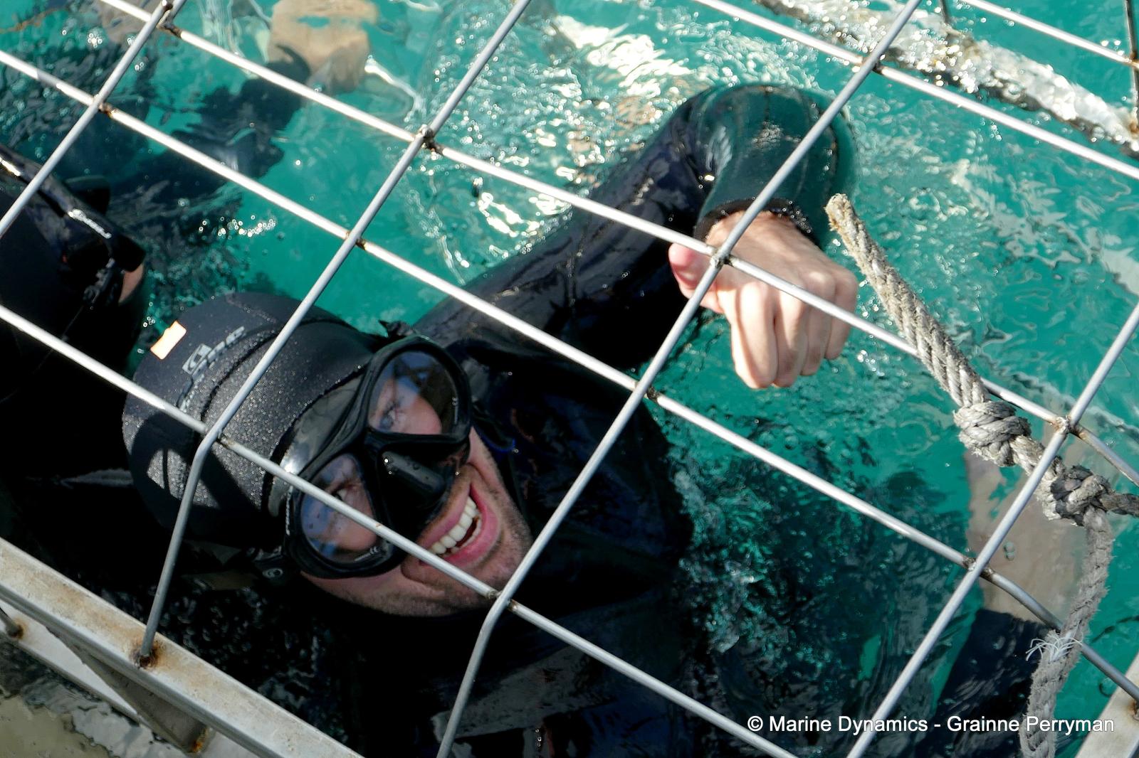 Bronze whaler shark, South Africa