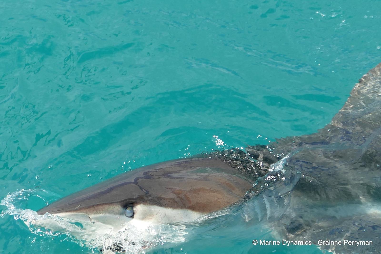 Bronze whaler shark, South Africa