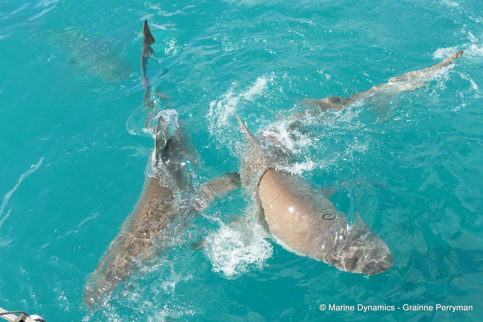 Bronze whaler shark, South Africa