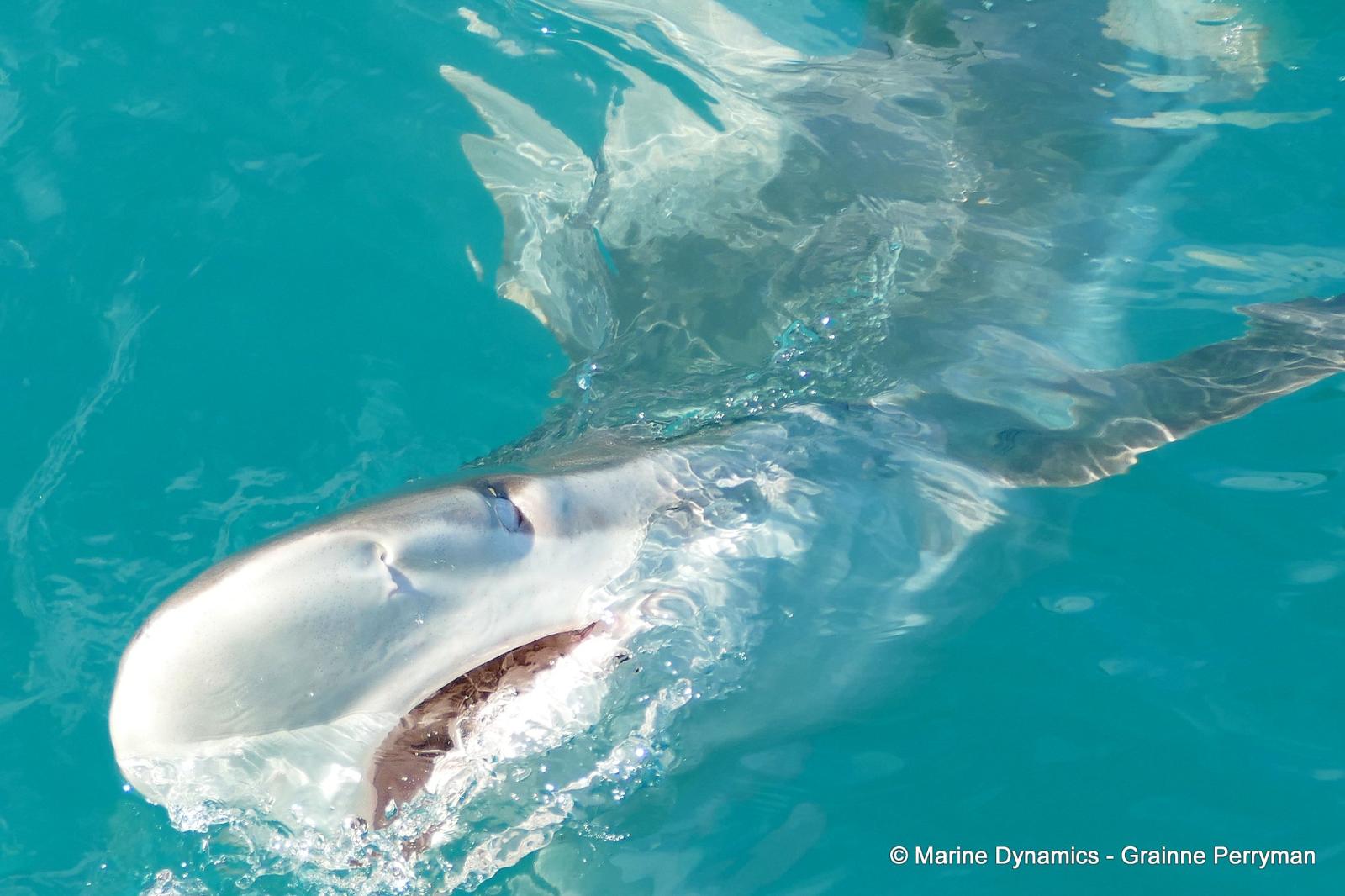 Bronze whaler shark, South Africa