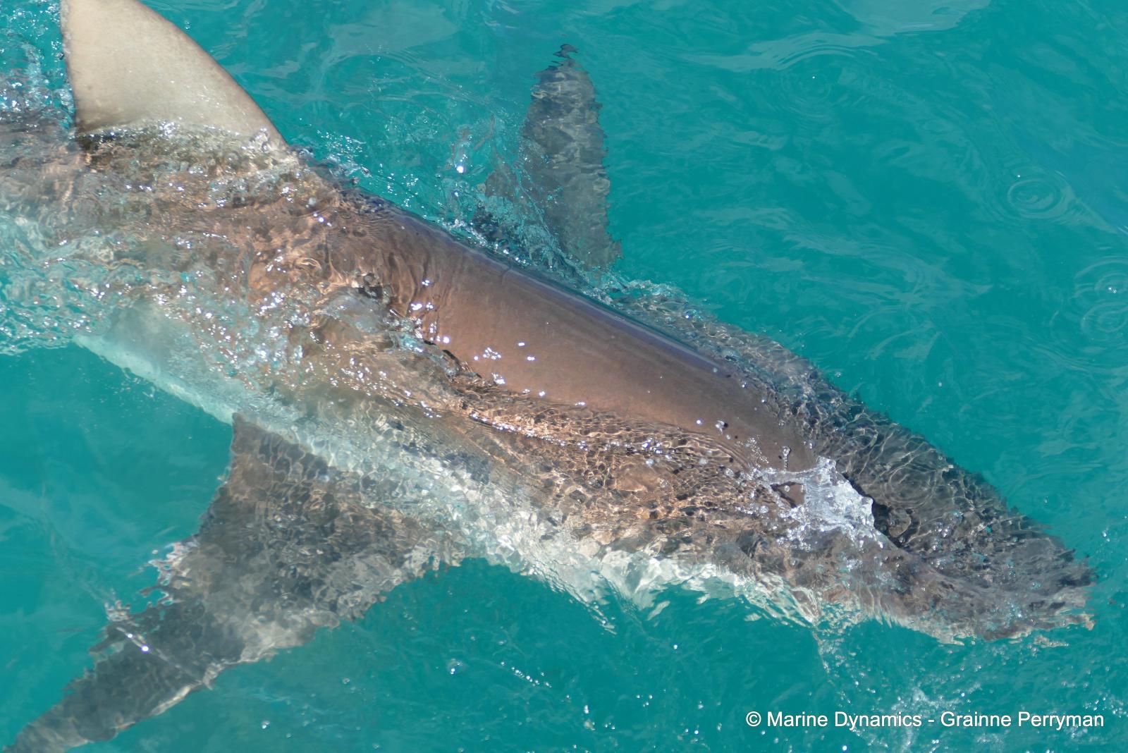 Bronze whaler shark, South Africa