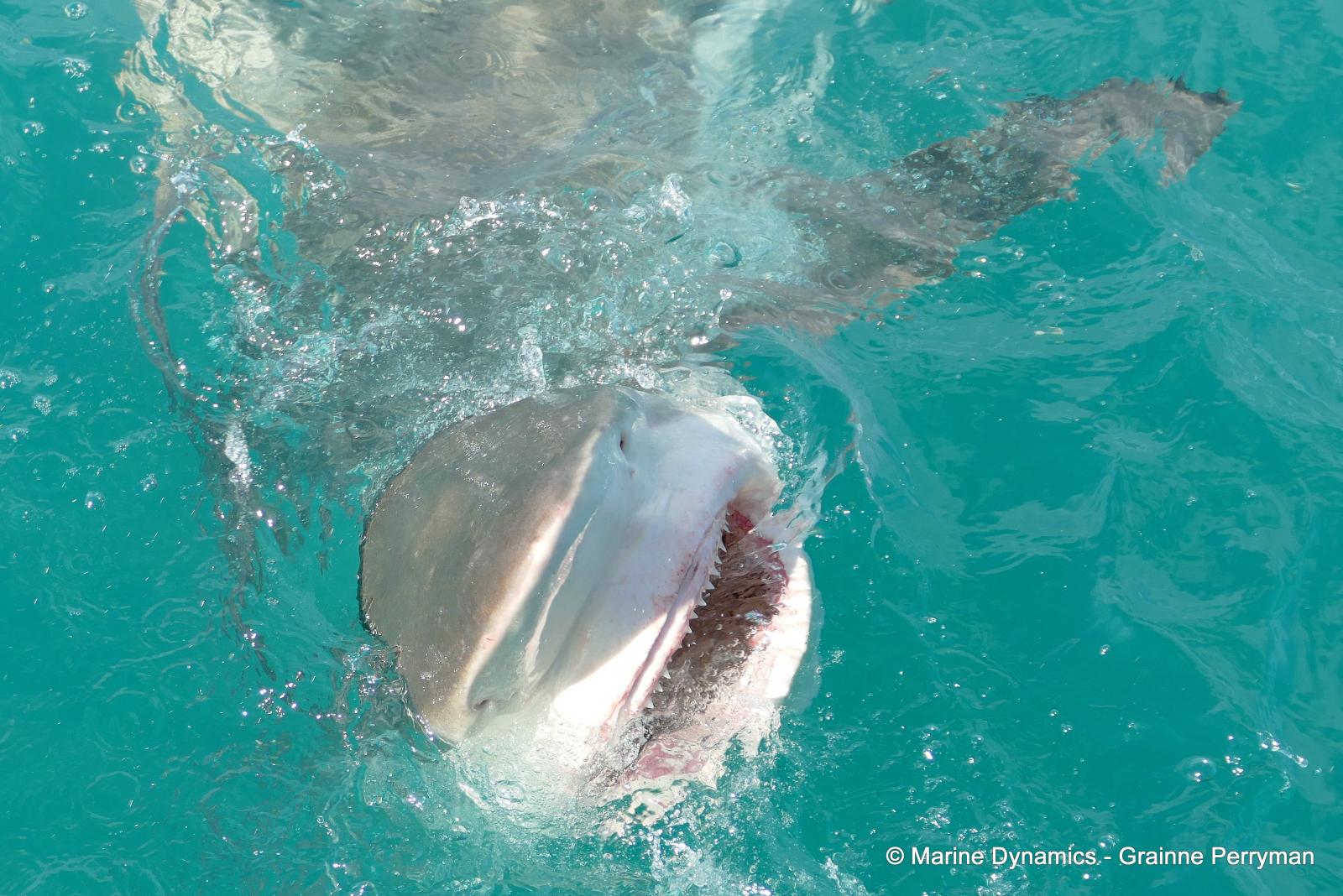 Bronze whaler shark, South Africa