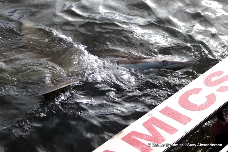 Shark cage diving, South Africa