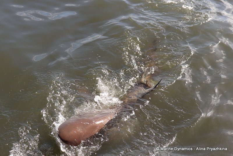 Bronze whaler shark, South Africa