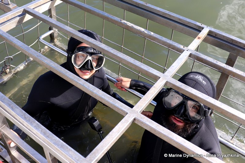 Shark Cage Diving, South Africa