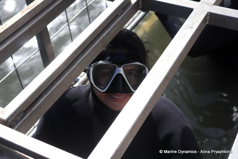 Shark Cage Diving, South Africa