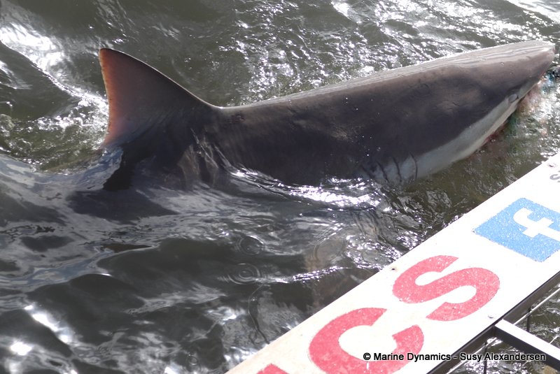Shark cage diving, South Africa
