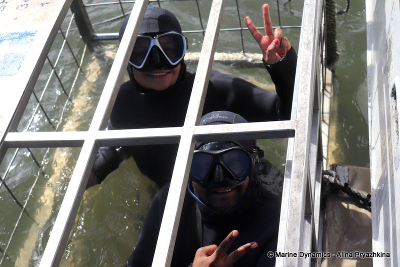 Shark Cage Diving, South Africa