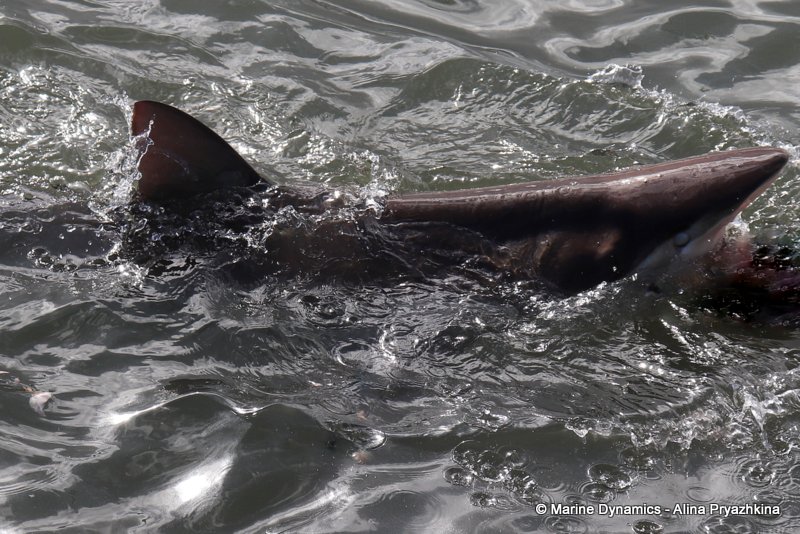 Bronze whaler shark, South Africa