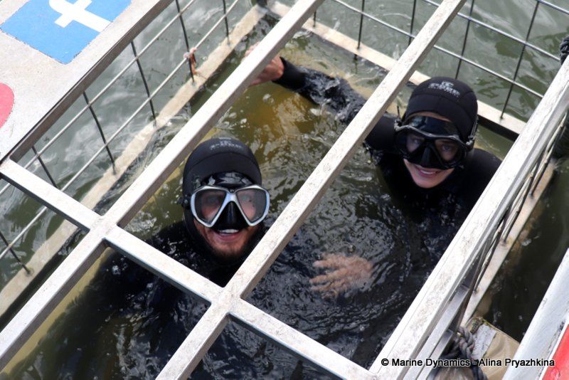 Shark Cage Diving, South Africa