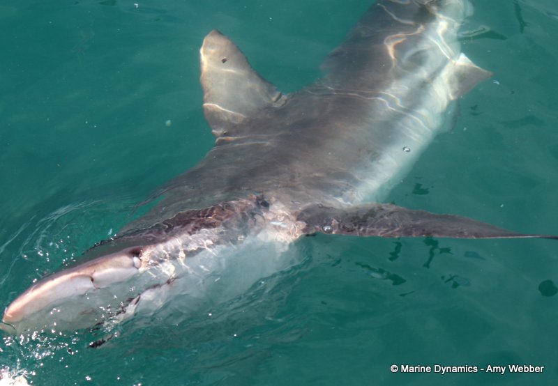 Shark Cage Diving, South Africa