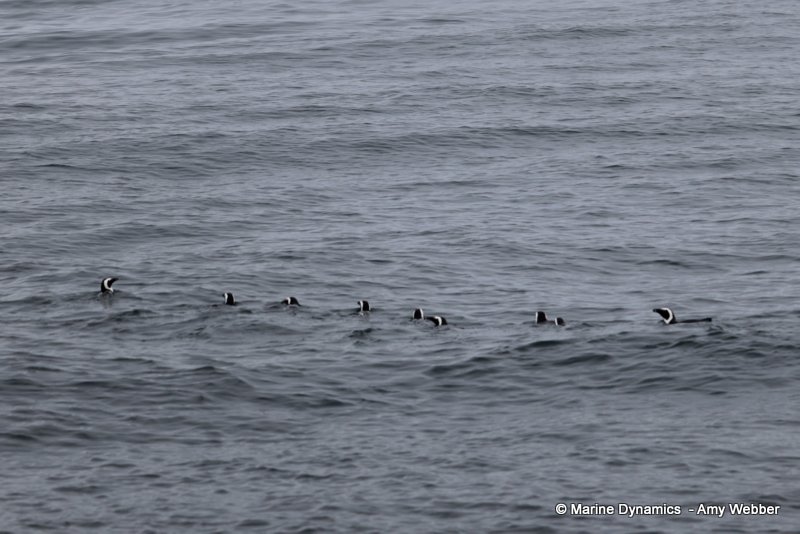African penguins, South Africa