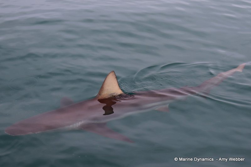 Bronze whaler sharks, South Africa