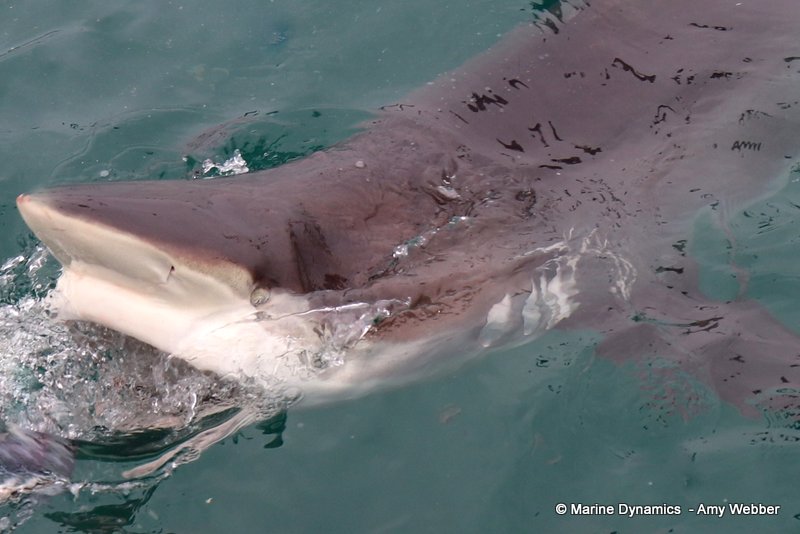 Bronze whaler sharks, South Africa