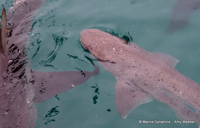 Sevengill shark, South Africa