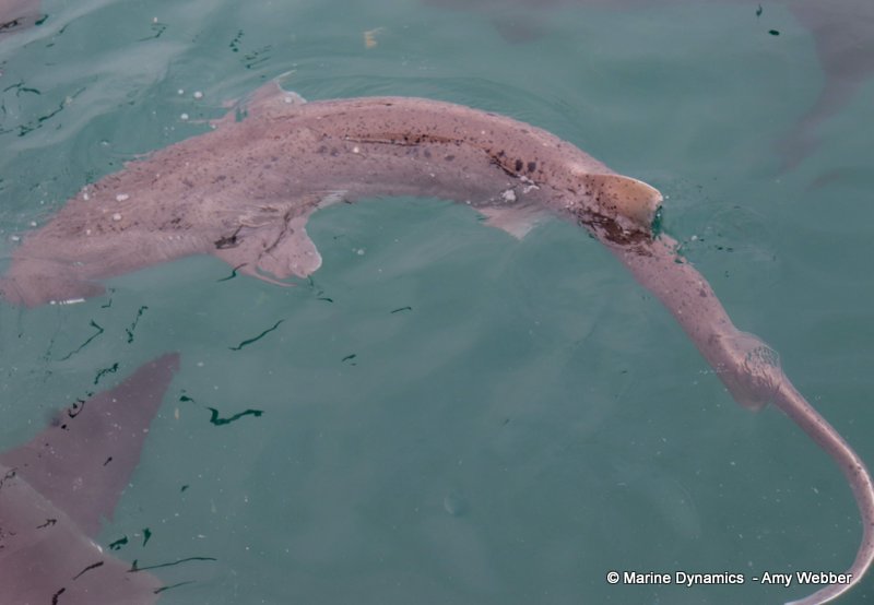 Sevengill shark, South Africa