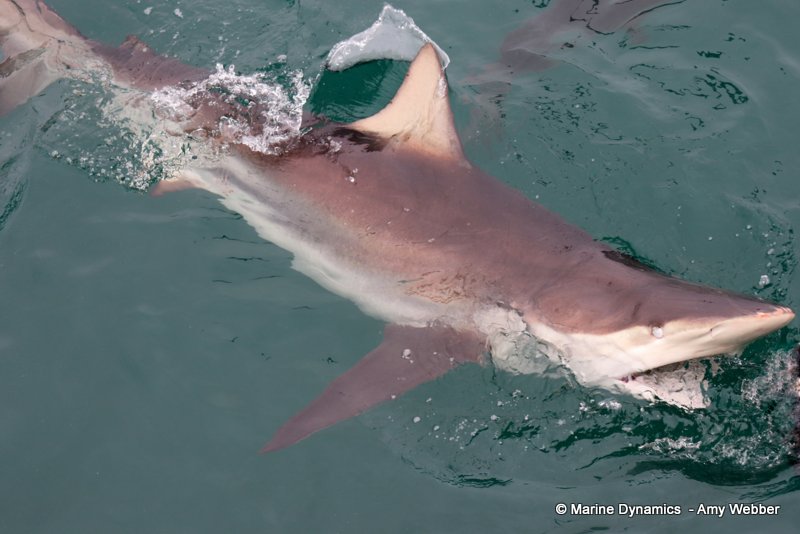 Bronze whaler sharks, South Africa