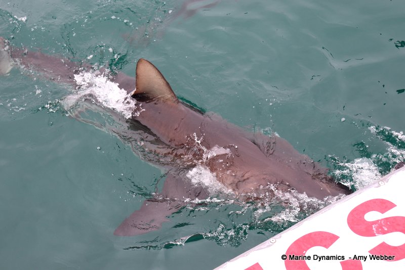 Bronze whaler sharks, South Africa