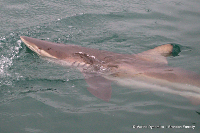 Bronze whaler sharks, South Africa