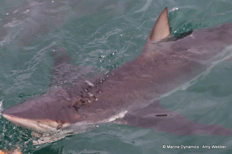 Bronze whaler sharks, South Africa