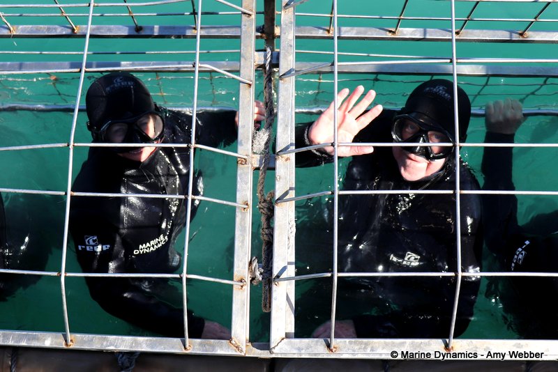 Shark Cage Diving, South Africa